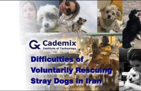 Samareh-Ghaem-Maghami-Cademix-Magazine-Article-Difficulties-of-Voluntarily-Rescuing-Stray-Dogs-in-Iran